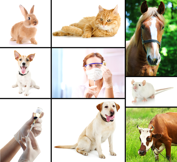image for The Important Role of Veterinarians in Public Health